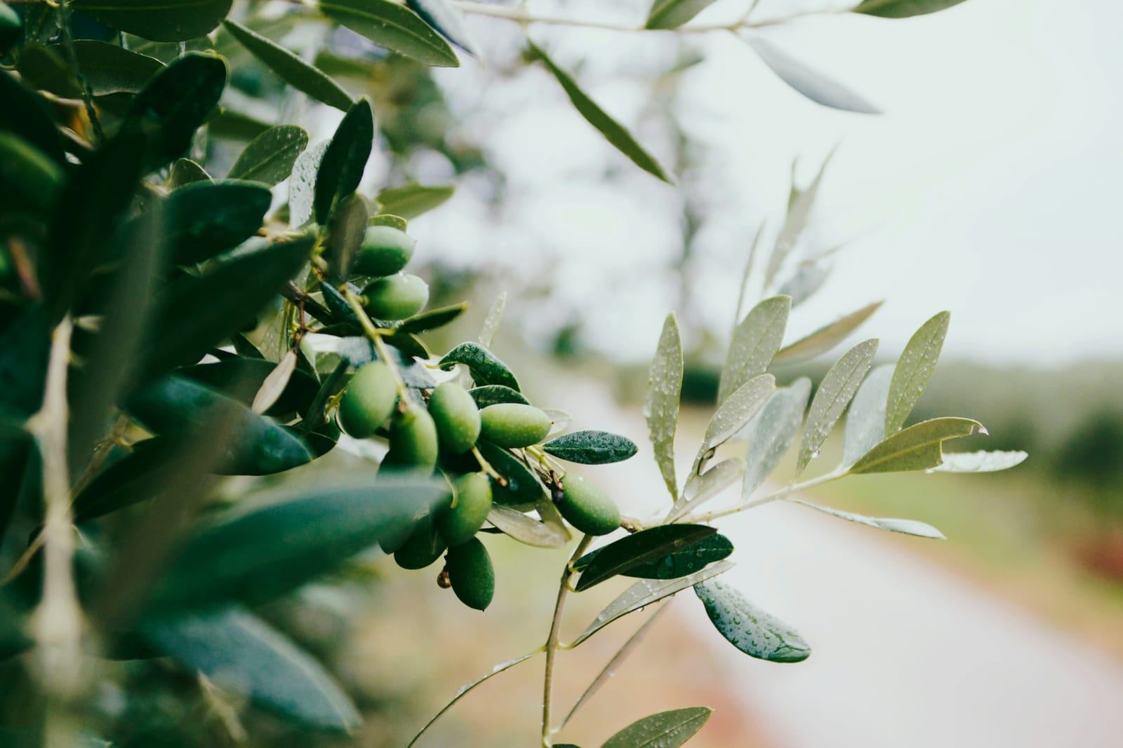 Olive branches with fresh green olives